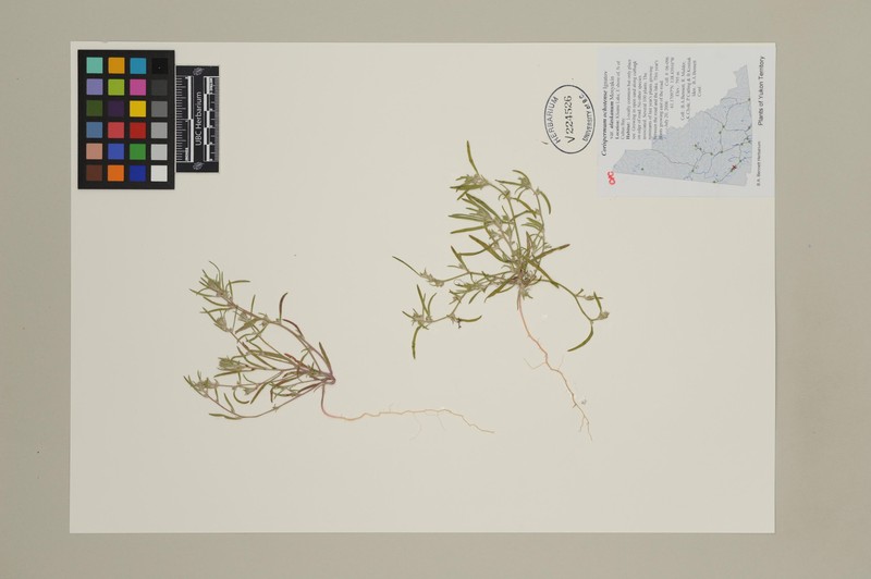 Corispermum ochotense var. alaskanum photo 4