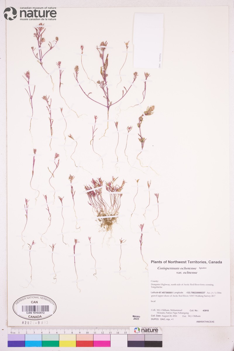 Corispermum ochotense var. ochotense
