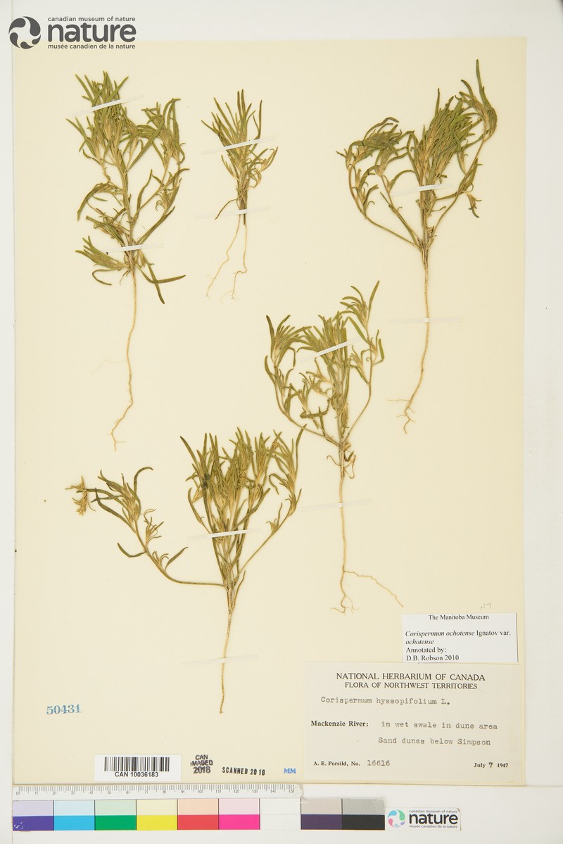 Corispermum ochotense var. ochotense photo 2