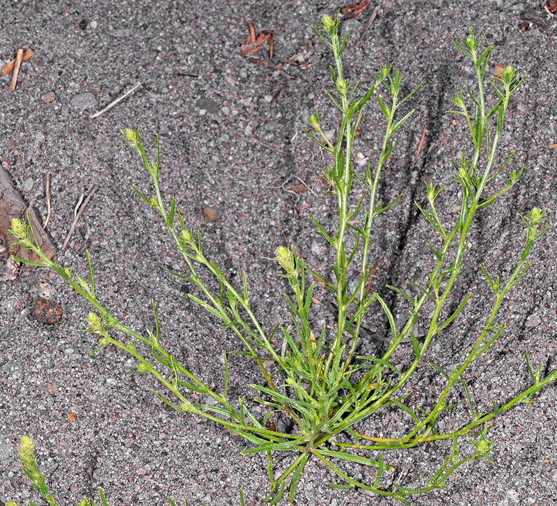 Common Bugseed