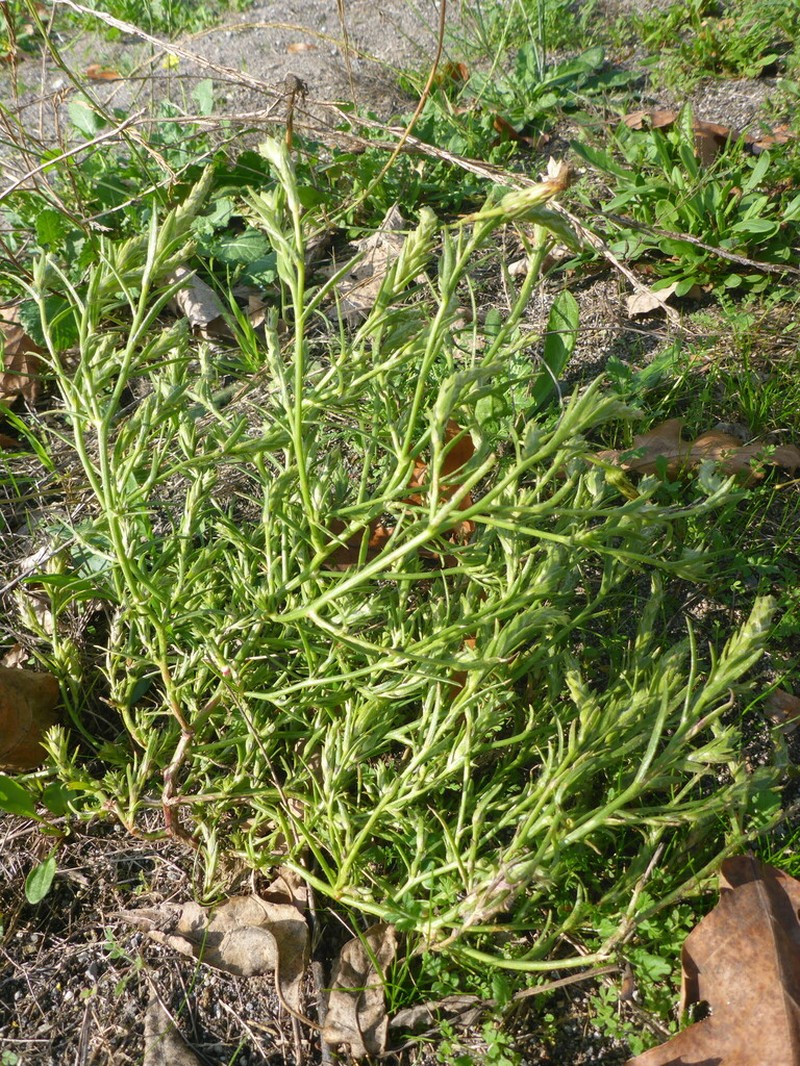 Common Bugseed photo 2