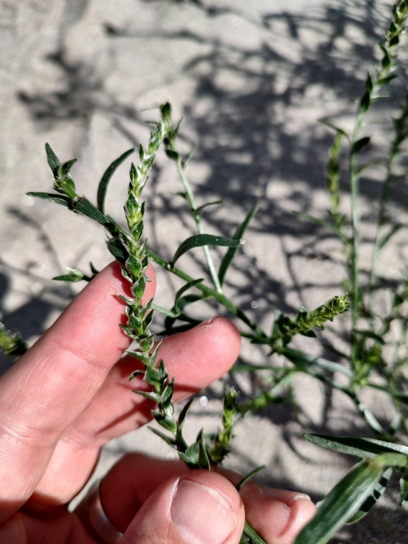 Common Bugseed photo 3