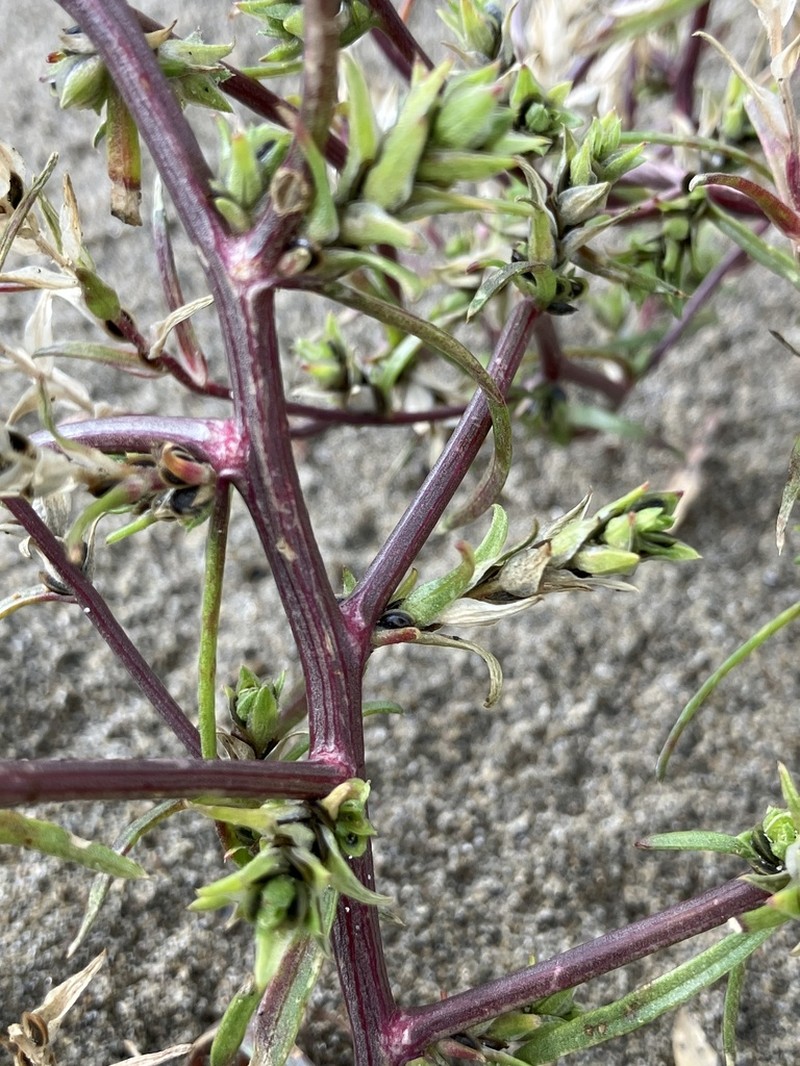 Common Bugseed photo 5