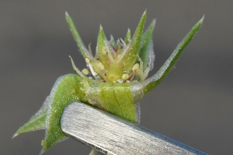 Common Bugseed photo 6