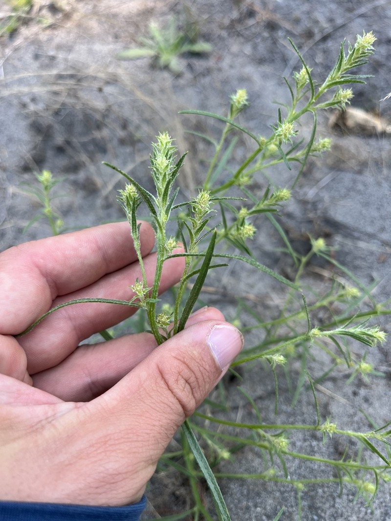 Common Bugseed photo 7