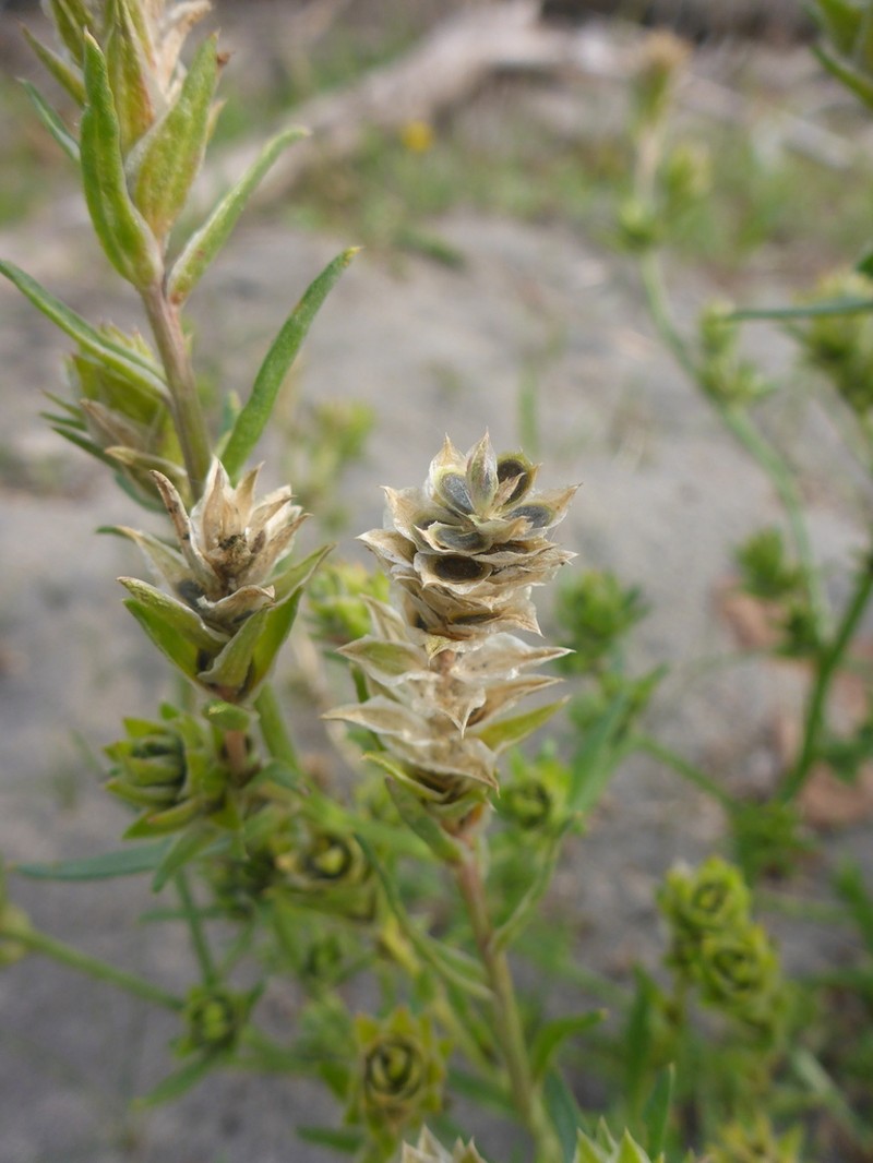 Common Bugseed photo 8