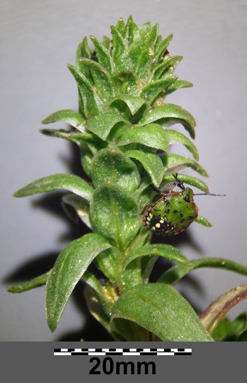 Siberian Bugseed photo 2