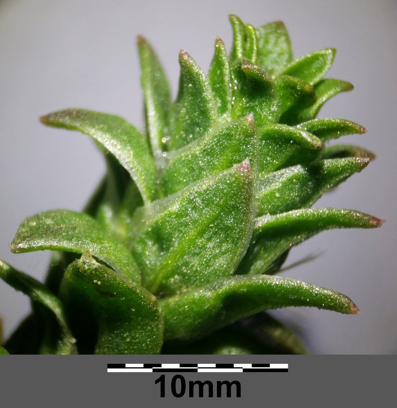 Siberian Bugseed photo 3