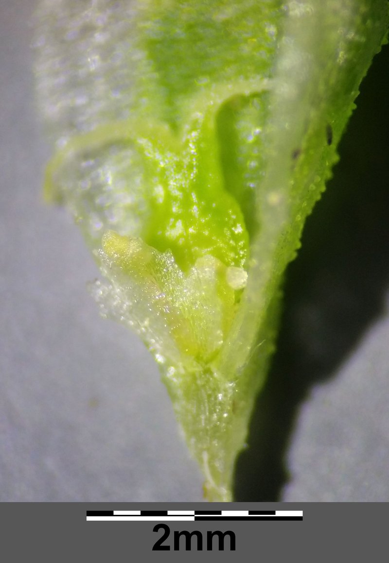 Siberian Bugseed photo 4
