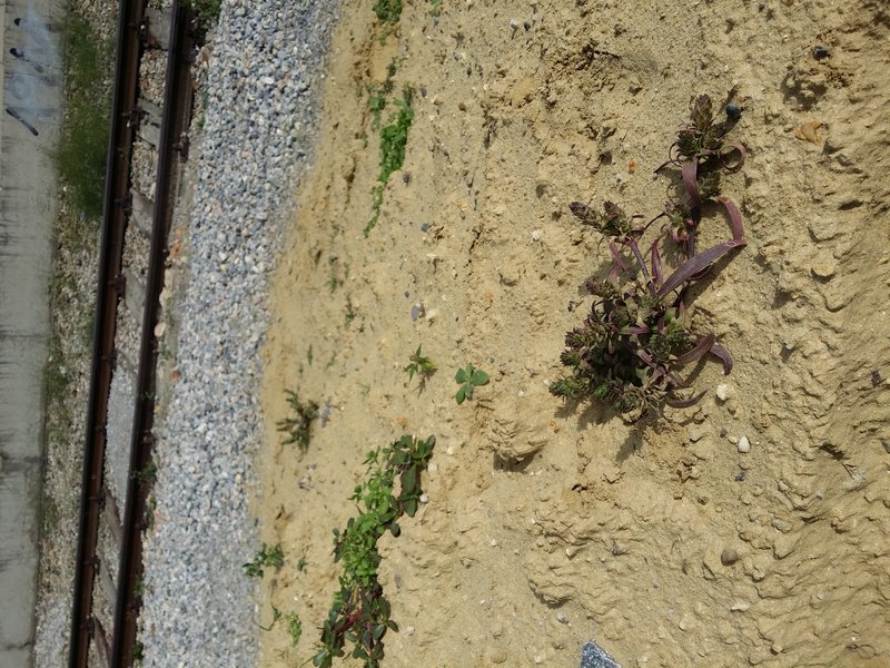 Siberian Bugseed photo 6