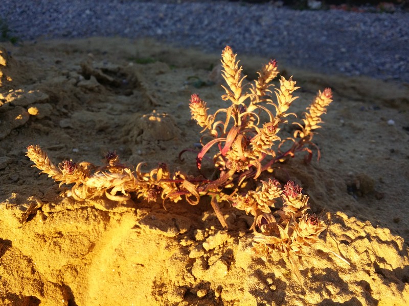 Siberian Bugseed photo 8