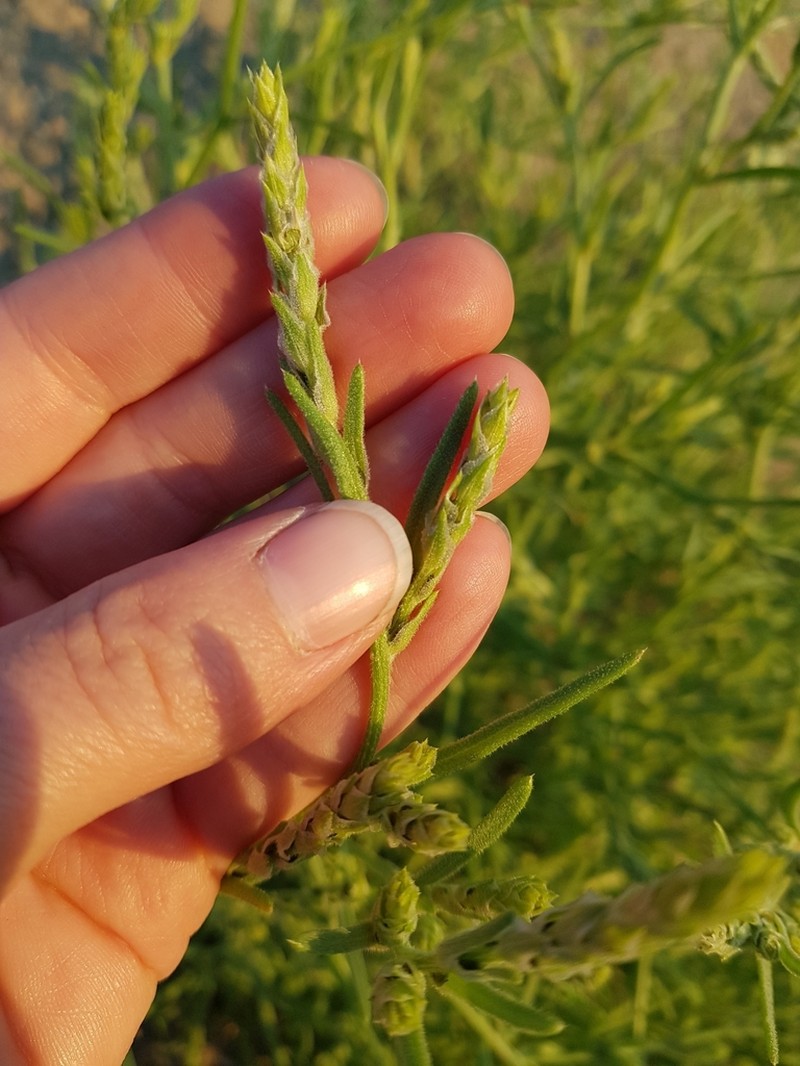 Hairy Bugseed