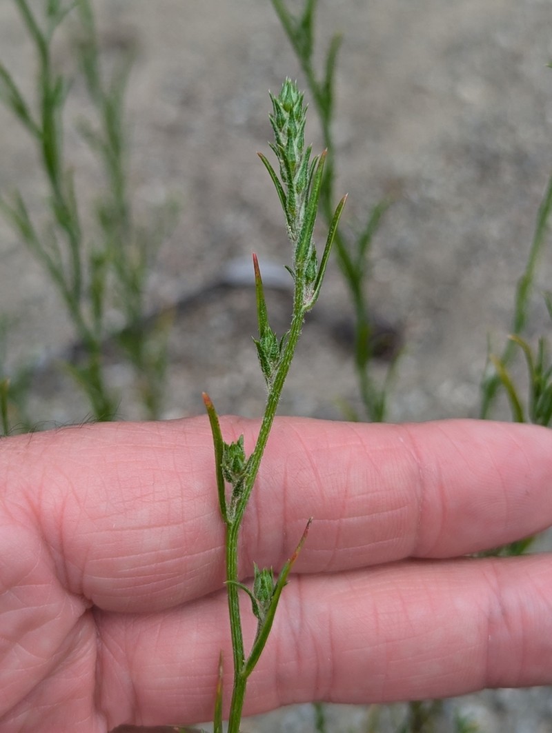 Hairy Bugseed photo 2