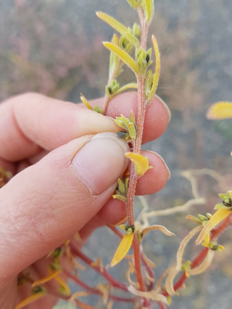 Hairy Bugseed photo 3