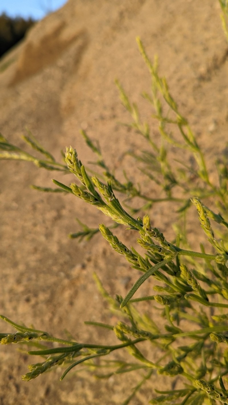 Hairy Bugseed photo 5