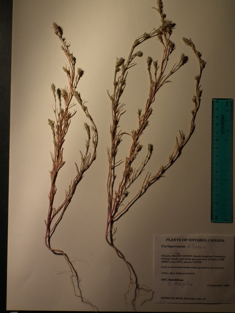 Hairy Bugseed photo 6