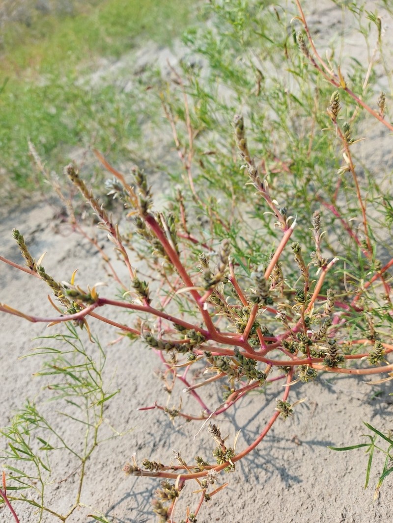 Hairy Bugseed photo 7