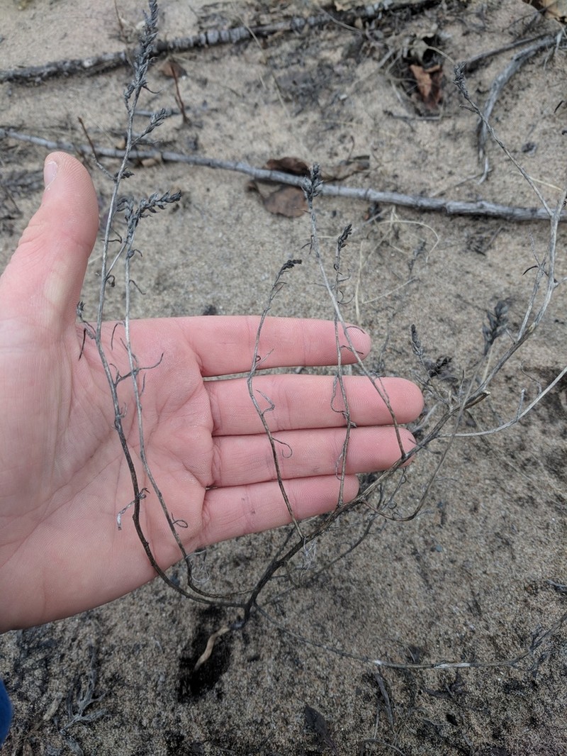 Hairy Bugseed photo 8