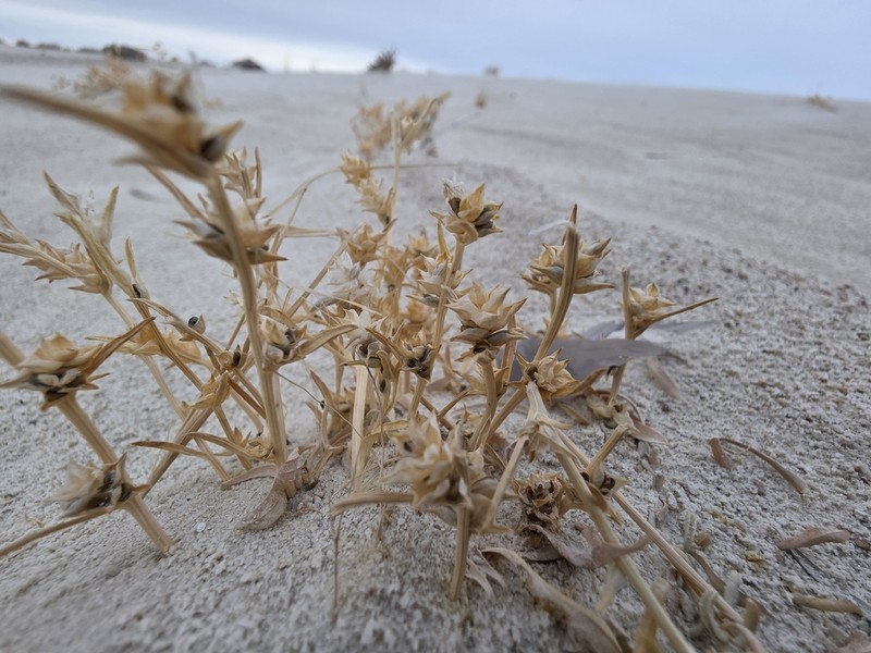 Welsh's Bugseed photo 2