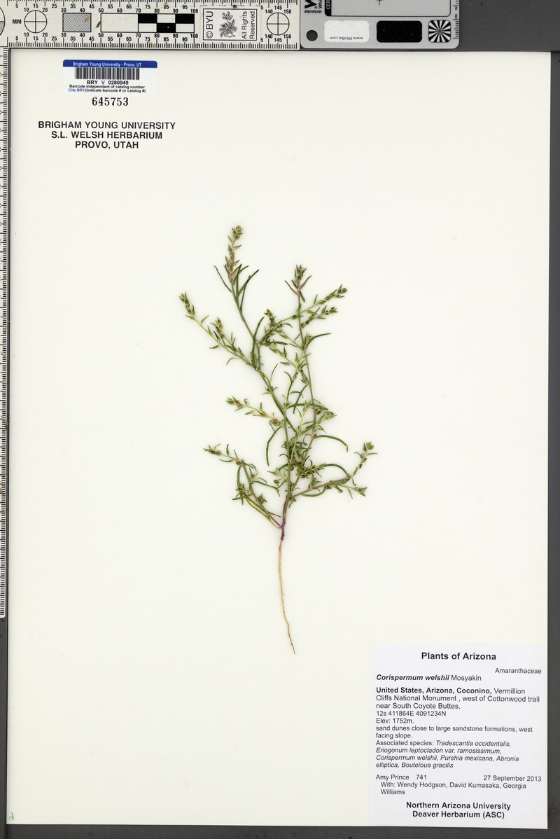 Welsh's Bugseed photo 5