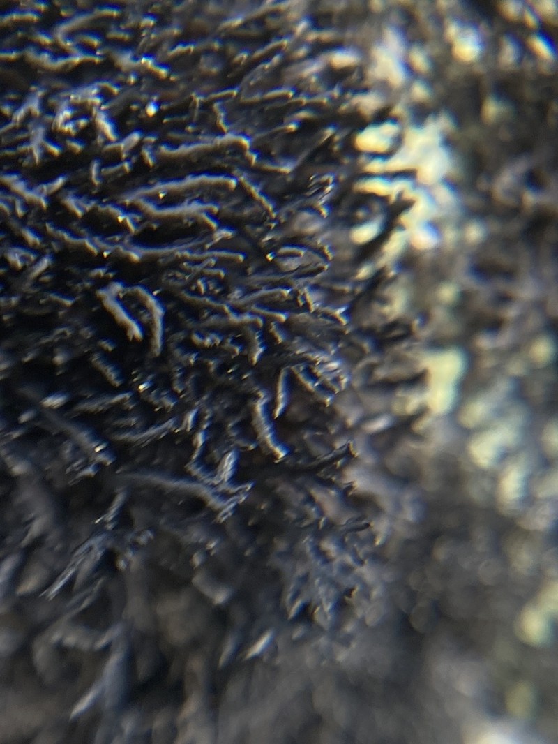 Brittle Lichen