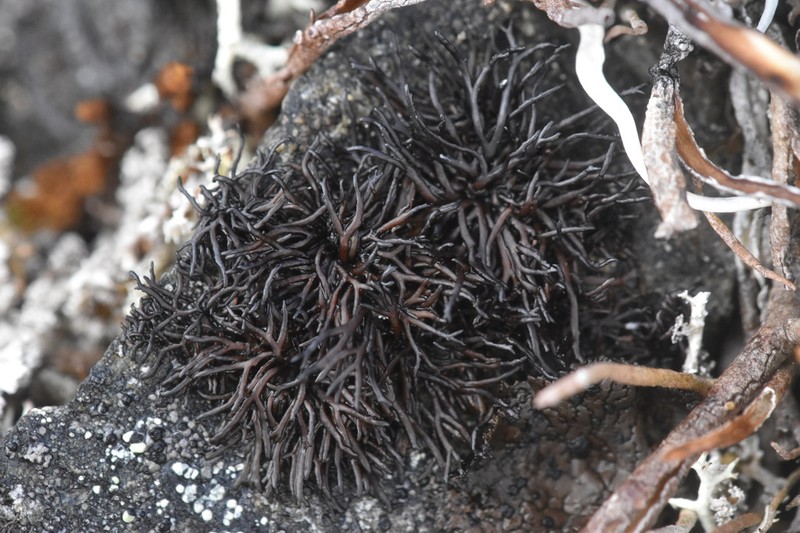 Brittle Lichen photo 2