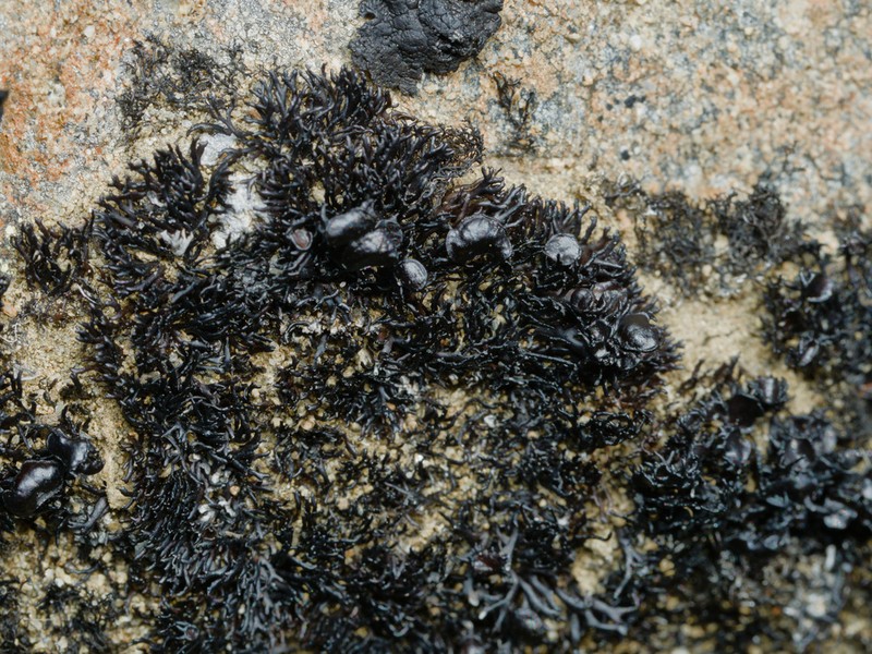 Brittle Lichen photo 3