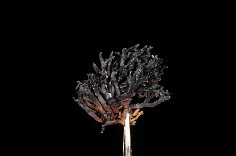 Brittle Lichen photo 4