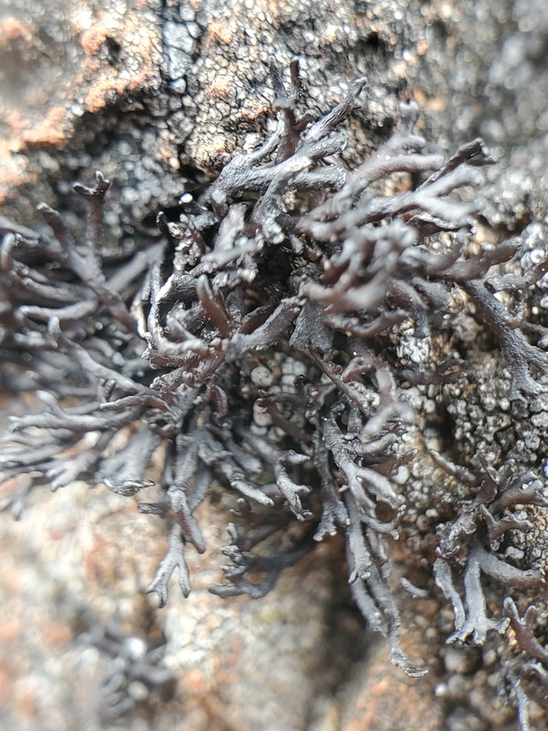 Brittle Lichen photo 5