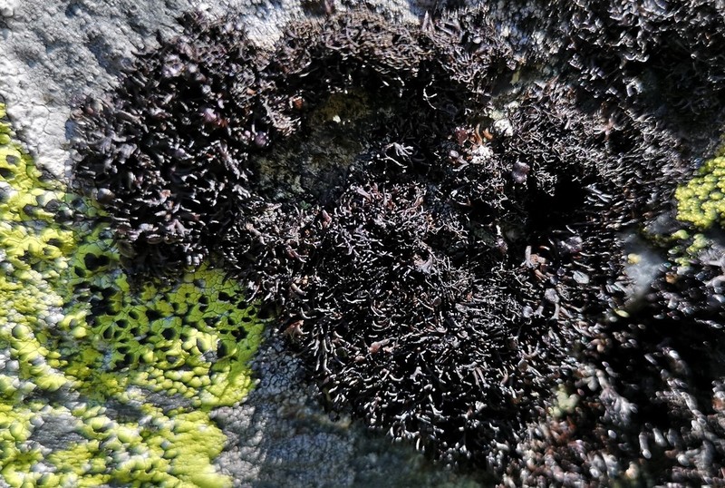 Brittle Lichen photo 6