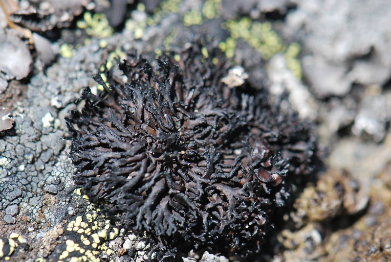 Brittle Lichen photo 7