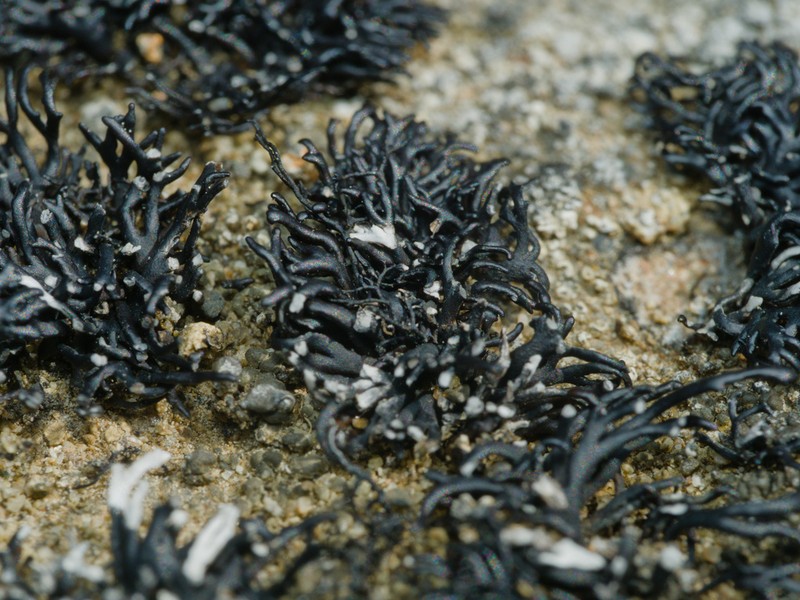 Brittle Lichen photo 8