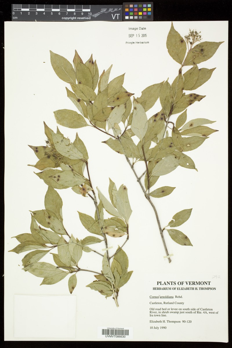 Cornus × arnoldiana photo 6