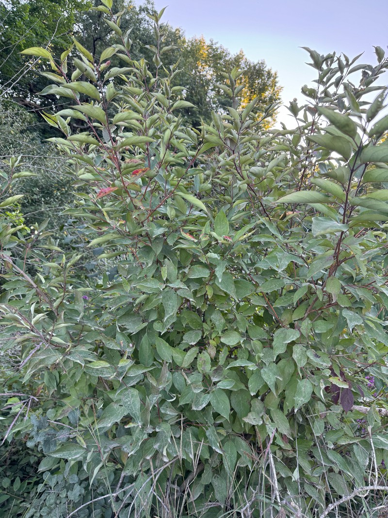 Cornus × arnoldiana