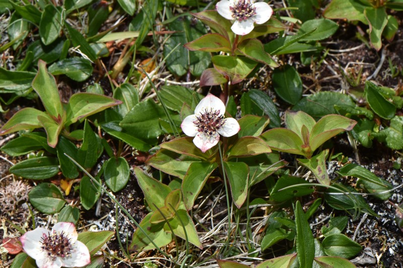 Cornus × lepagei
