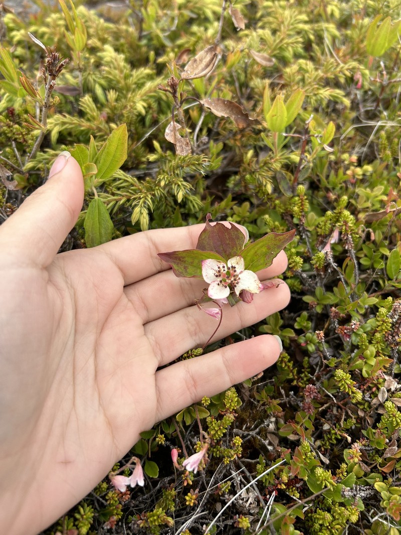 Cornus × lepagei photo 3