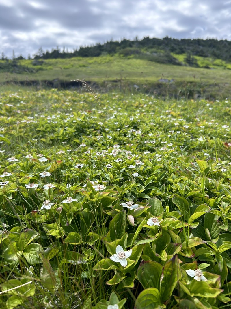 Cornus × lepagei photo 4