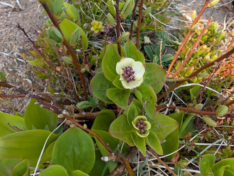 Cornus × lepagei photo 5