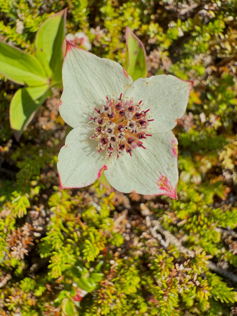 Cornus × lepagei photo 8