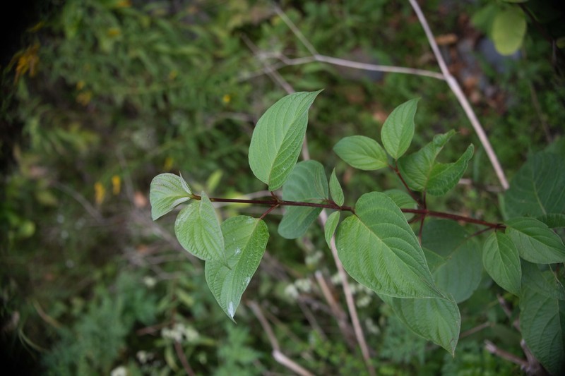 Dogwood