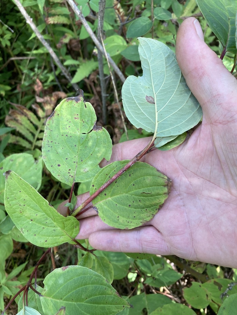 Dogwood photo 2