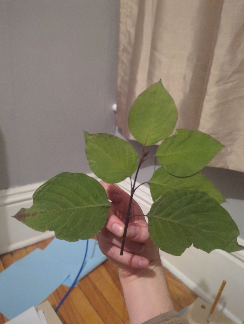 Dogwood photo 3