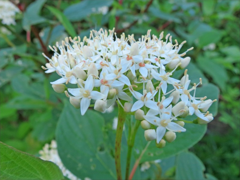 Dogwood photo 5