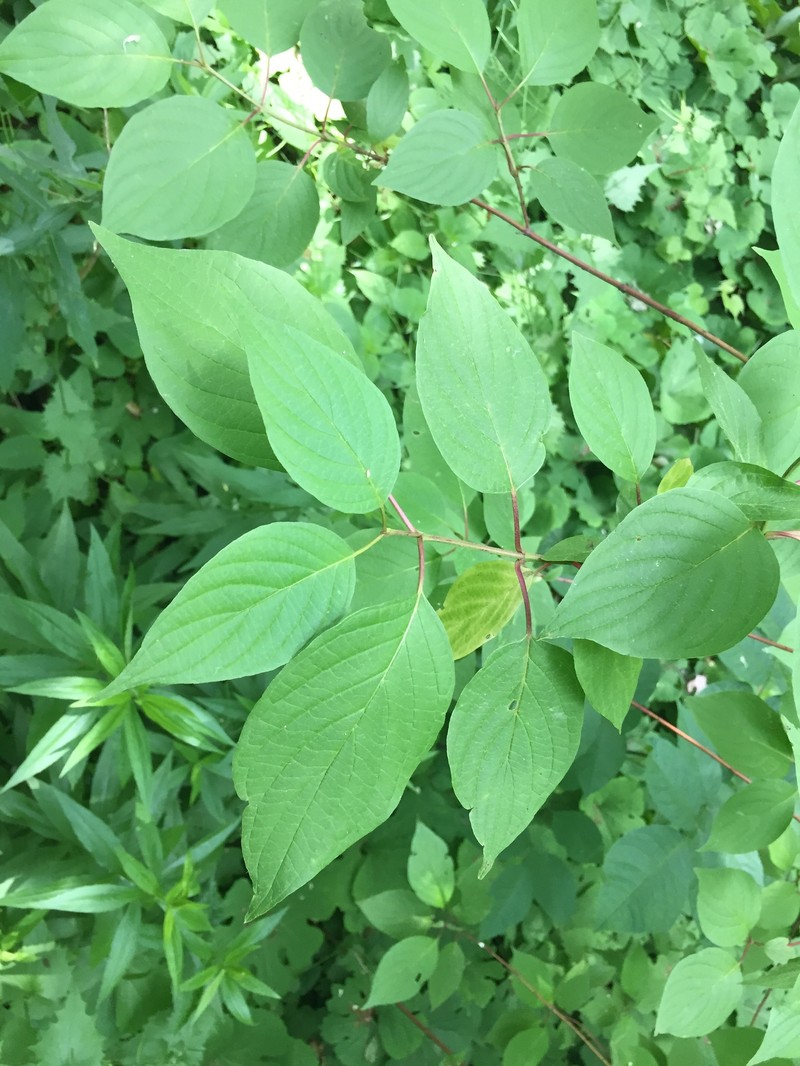 Dogwood photo 6