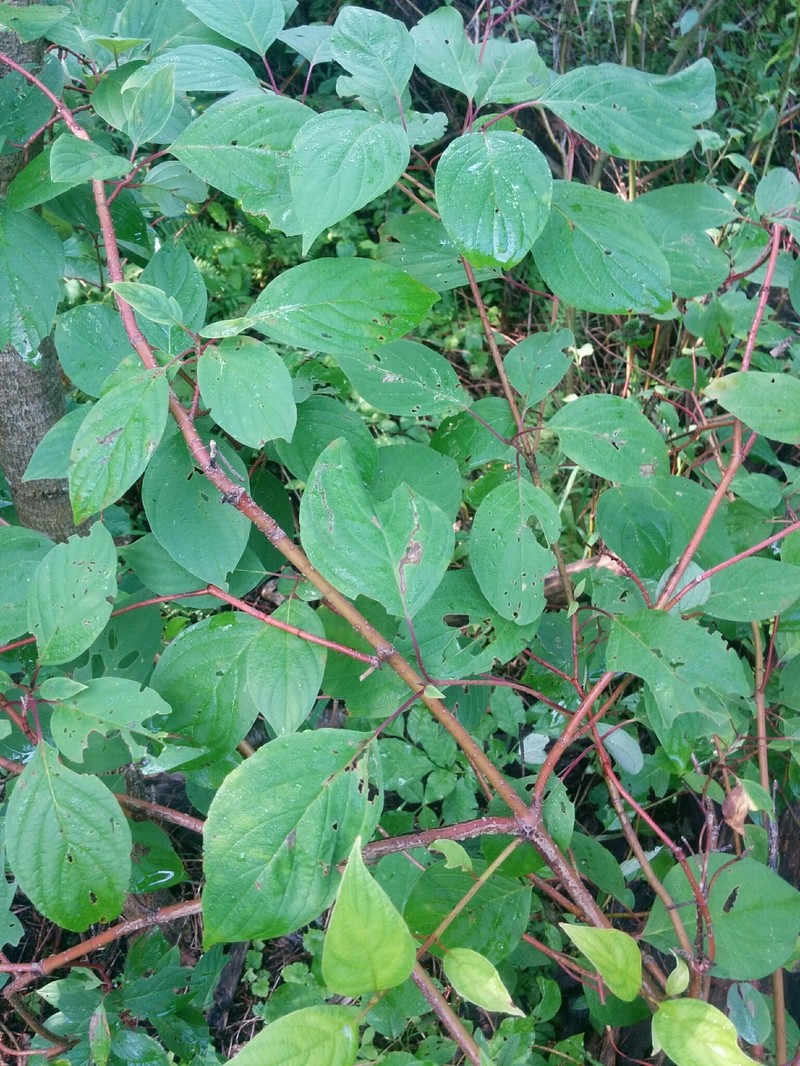 Dogwood photo 8