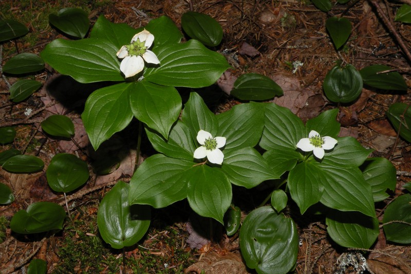 Acadia Dogwood photo 2
