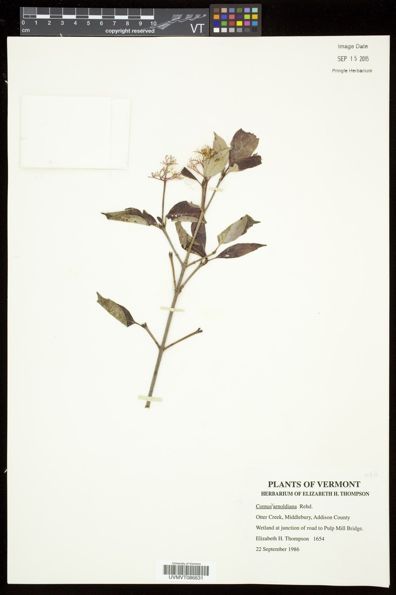 Dogwood photo 4