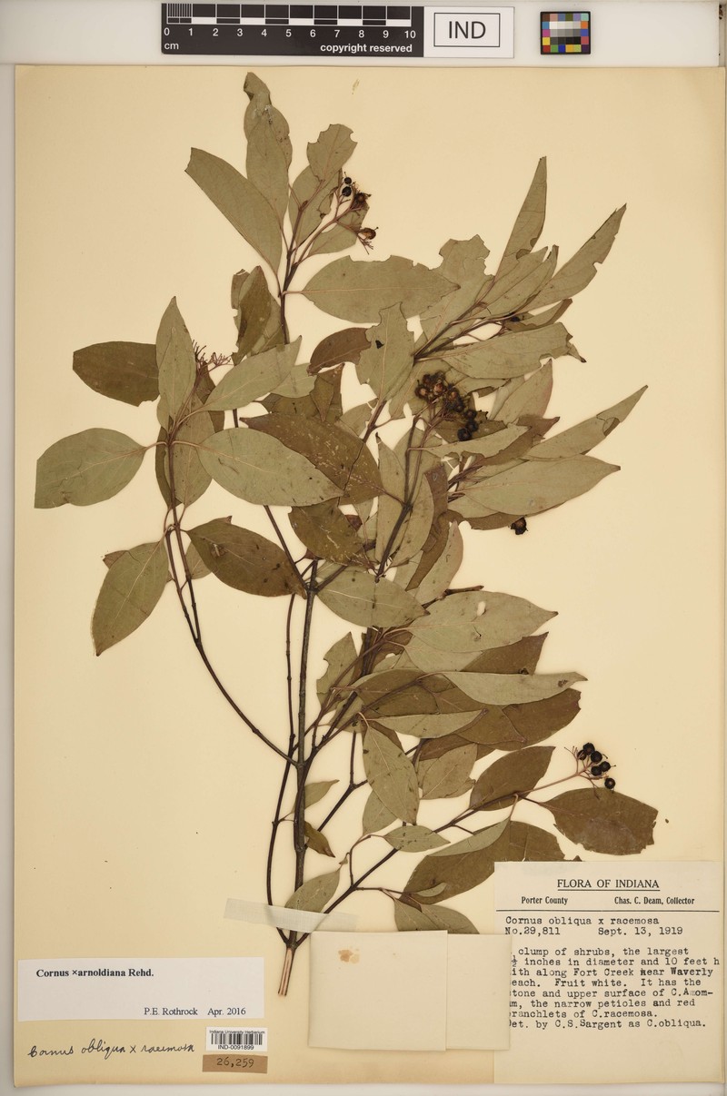 Dogwood photo 3