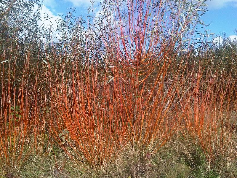 Cornus alba photo 2