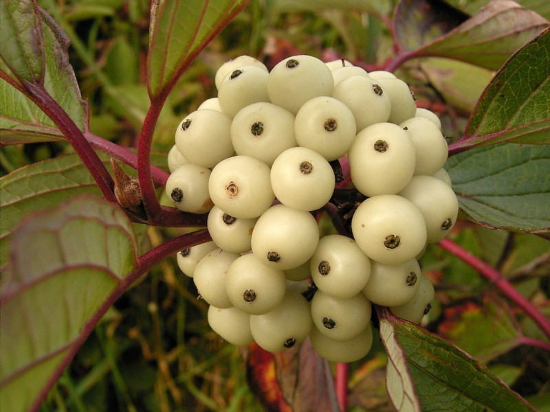 Cornus alba photo 3